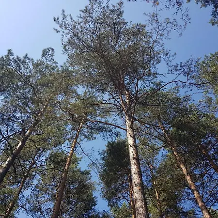 W Lesie - Beskid Niski Prázdninový dům *