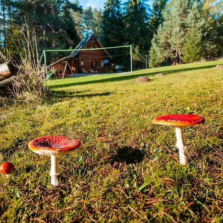 W Lesie - Beskid Niski * Smerekowiec