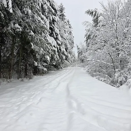 W Lesie - Beskid Niski * Smerekowiec